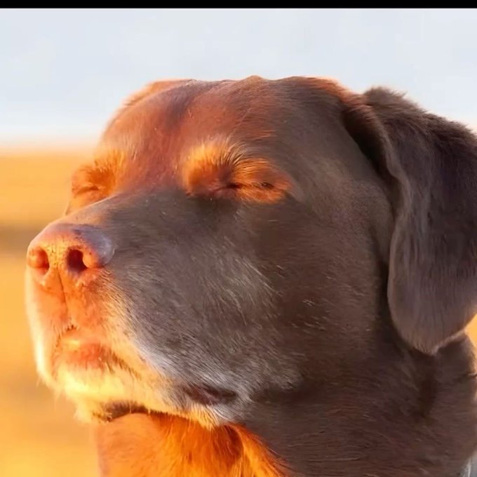 A close-up photo of a chocolate Labrador dog's face bathed in warm golden sunset light, with eyes nearly closed.