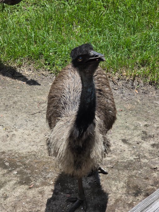 An emu with a fluffy grey and brown coat stands on a stone surface, looking directly at the camera with its head turned to one side.