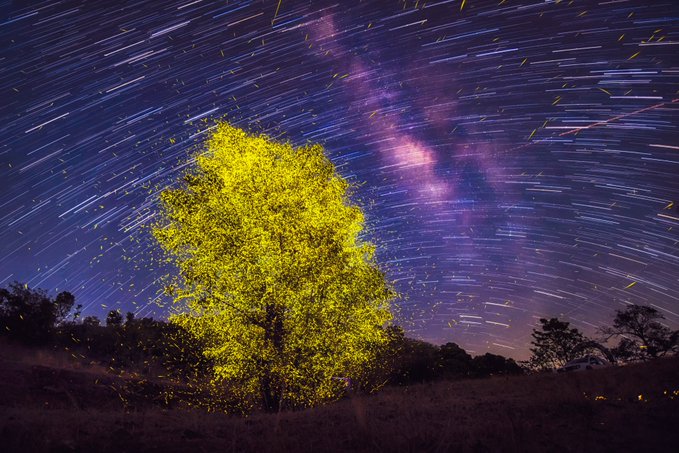 Astrophotography shot of a yellow-illuminated tree against a star-trail sky showing the Milky Way galaxy.
