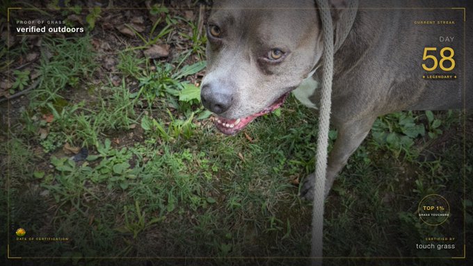 A close-up photo of a dog with a leash in the grass, overlaid with UI elements reading 'verified outdoors', 'CURRENT STREAK DAY 58', and 'CERTIFIED touch grass'.