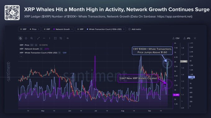 A Santiment chart displays XRP Ledger data showing 1,917 $100K+ whale transactions and a price jump above $1.60, alongside 3,647 new XRP wallets created, illustrating the surge in whale activity and network growth that coincides with XRP's 50% weekly gain mentioned in the post.