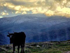 A silhouette of a black cow standing in a grassy field with dramatic clouds and sun rays illuminating a mountain range in the background.