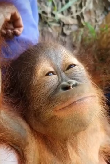 The image features a close-up of an orange orangutan with its head tilted upwards, looking at the camera. The background appears to be a forest setting, providing a natural environment for the monkey. The caption "A monkey post a day until $BTC hits 100k: Day 4." suggests that this photo was taken on the fourth day of a month-long campaign to raise awareness and funds for orangutan conservation efforts.