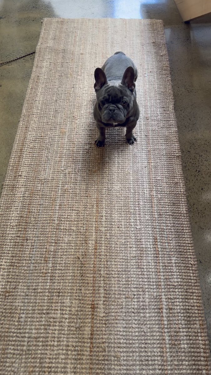 A blue-grey French Bulldog stands on a beige woven rug on a concrete floor, looking up at the camera.
