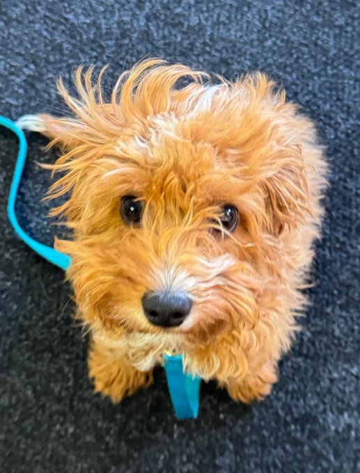 A small, fluffy golden-brown dog with tousled fur looks up at the camera while wearing a teal leash or harness on a dark carpeted floor.
