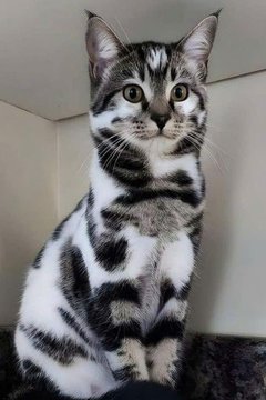 A curious silver tabby cat with striking black and white markings sits upright, looking off to the side as if attentively watching something. The image playfully connects to the "cat coin supercycle" theme by featuring a cat that appears alert and observant, fitting the watchful excitement often associated with crypto market trends.