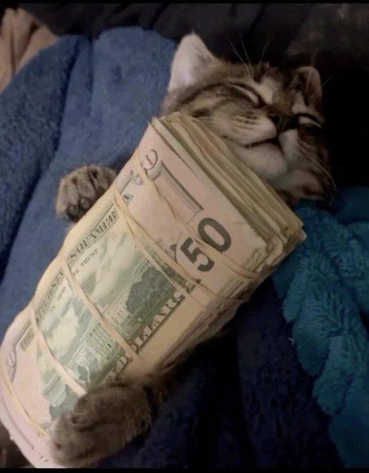 A cute photograph of a tabby cat lying on a blue blanket, contentedly hugging a thick banded stack of 50-dollar bills with its eyes closed.