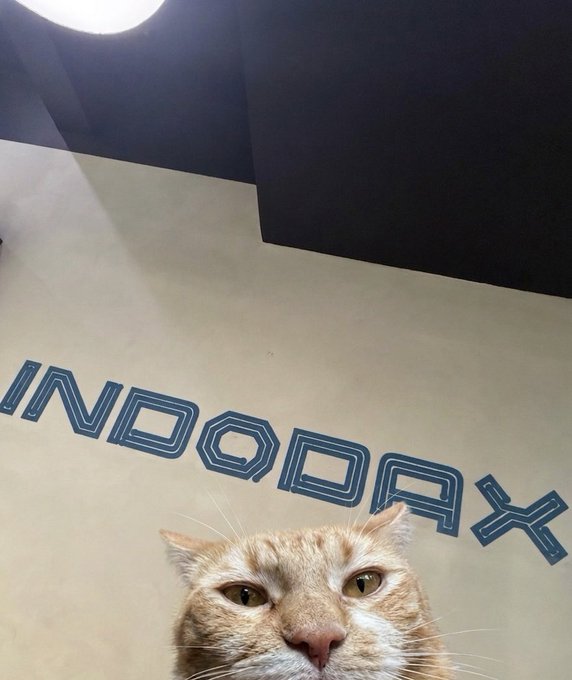 An orange tabby cat peers up at the camera from beside a wall featuring the stylized blue "INDOQAX" logo, with a dark ceiling and overhead light visible above.