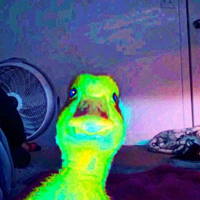 A close-up of a duck with bright, iridescent green plumage on its head, standing indoors near a fan.