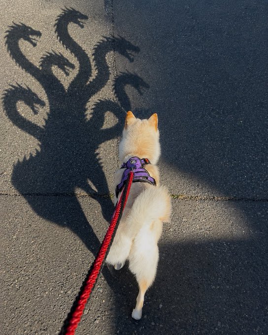A small dog wearing a purple harness walks on a leash, casting an elaborate shadow on the pavement that resembles multi-headed dragons.