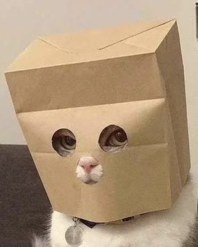 A white cat with a cardboard box over its head peers out, humorously embodying the "this is fine" mood as $ZCAT plunges 19% below a $50M market cap.