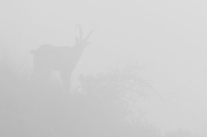 A misty grayscale photograph showing the silhouette of a goat with large curved horns standing on a hillside near some bare branches.