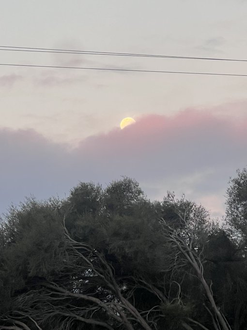 A pale yellow moon rises behind pink-tinged clouds at dusk, viewed above a silhouette of dense tree foliage and power lines.