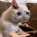 A close-up photo of a Siamese cat with striking blue eyes sitting on a soft surface, looking directly at the camera with its paw resting on a small object.