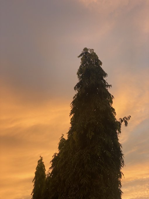 The dark silhouette of a tall, leafy tree stands against a vibrant sunset sky filled with orange and gray clouds.