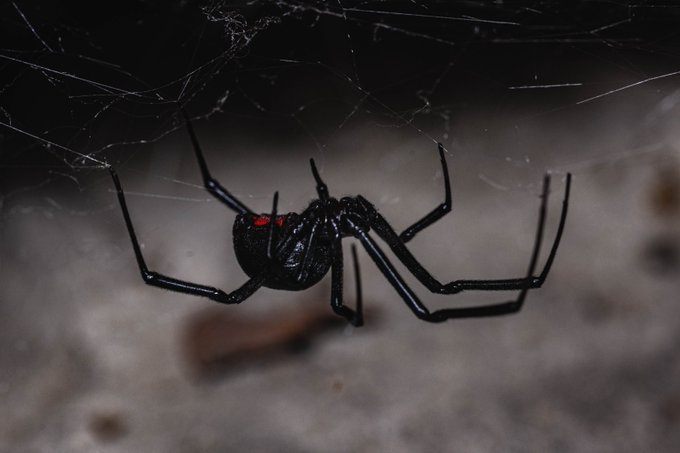 A black widow spider, identifiable by the red marking on its abdomen, hangs in its web in a dark, shadowy environment.
