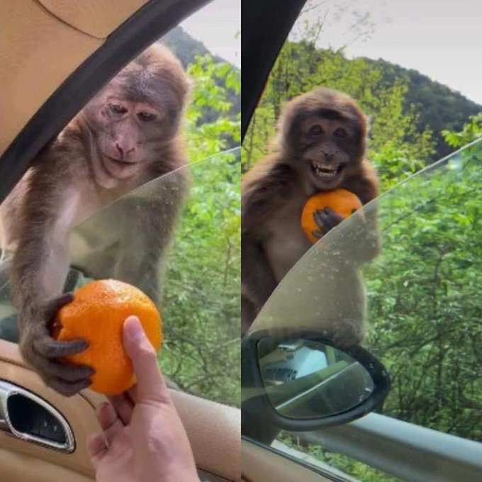 Two photos showing a Barbary macaque monkey accepting an orange from a person through the window of a car, with the monkey smiling as it holds the fruit.