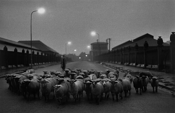 A black-and-white photograph shows a large flock of sheep being herded down a dimly lit street at dusk, with a lone figure following behind.