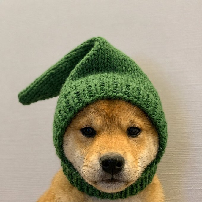 A close-up of a Shiba Inu dog wearing a knitted green hat with a long, pointed tip.