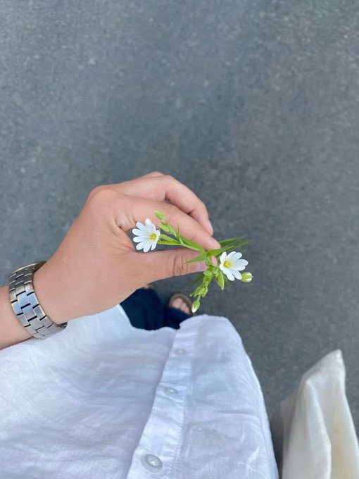 A first-person view of a hand holding small white flowers with yellow centers, with the person wearing a white linen shirt and a silver watch, standing on asphalt.