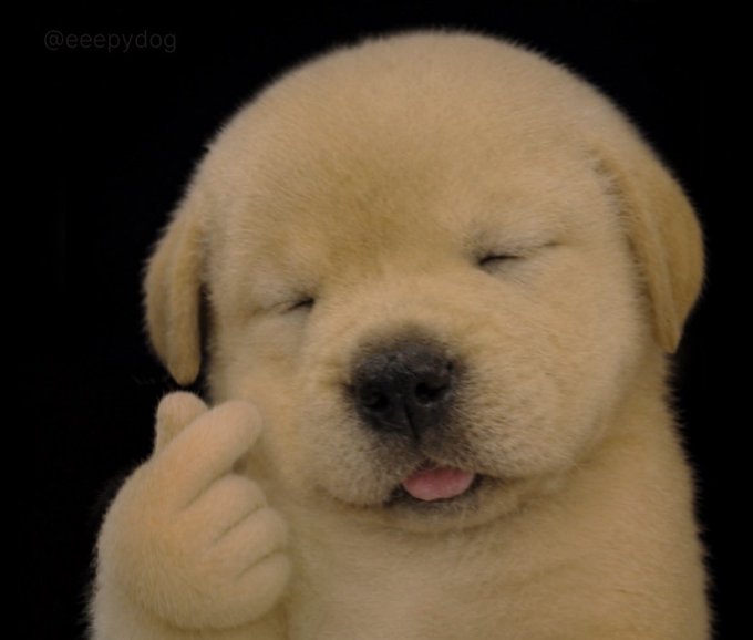 An adorable golden retriever puppy with its eyes closed, giving a thumbs-up gesture with its paw, credited to '@eeepydog'.