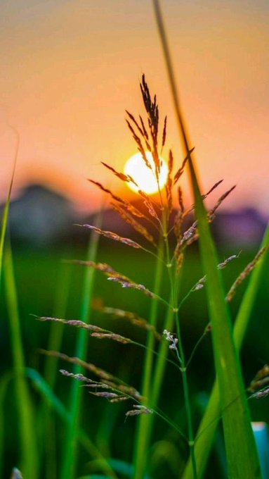 A silhouette of grass and seed heads backlit by a setting sun, with a warm orange sky and distant landscape in the background.