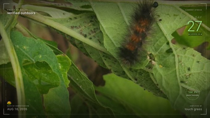 A fuzzy black and orange caterpillar crawls on a green leaf, with video overlay text reading 'verifled outdoors', 'DAY 27', 'AUG 16, 2026', and 'CERTIFIED BY touch grass'.