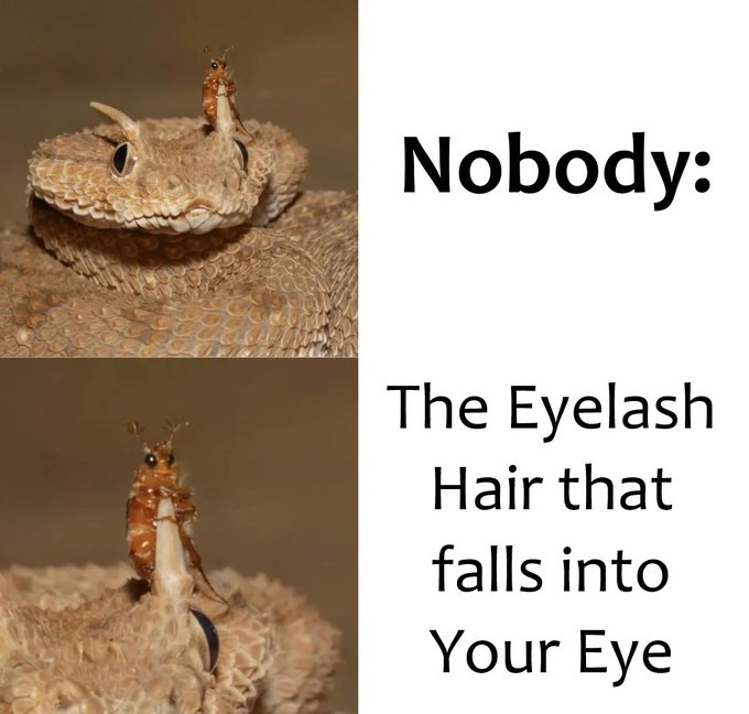 A two-panel meme showing a rattlesnake looking up at a butterfly on its head, with text: "Nobody:" on top and "The Eyelash Hair that falls into Your Eye" on the bottom panel.