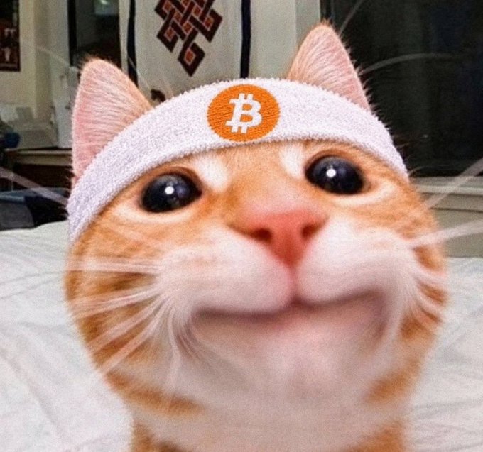 A close-up of an orange tabby cat with large eyes wearing a white headband featuring an orange circle with the Bitcoin '₿' logo.