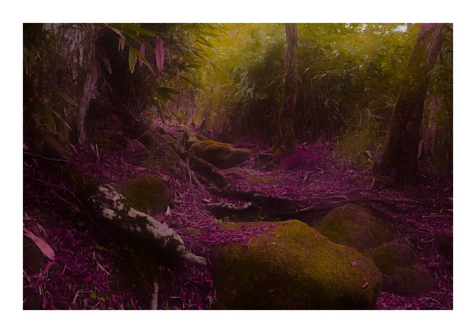 A surreal, dreamlike photograph of a forest floor covered in vibrant purple foliage, featuring large moss-covered rocks, fallen branches, and lush green trees bathed in warm light.