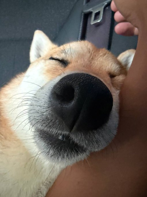 A Shiba Inu named San rests peacefully with closed eyes and its head nestled against someone's arm inside a car, perfectly illustrating the post's message of calm patience and trust in one's holdings ($SAN) while letting the investment journey unfold.