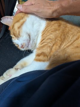 An orange and white cat rests on a person's lap while being gently petted on the head.