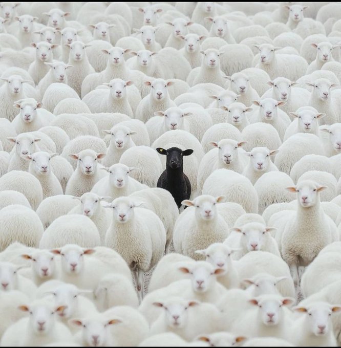 A photograph of a large flock of white sheep, with one distinct black sheep standing out in the center of the crowd.