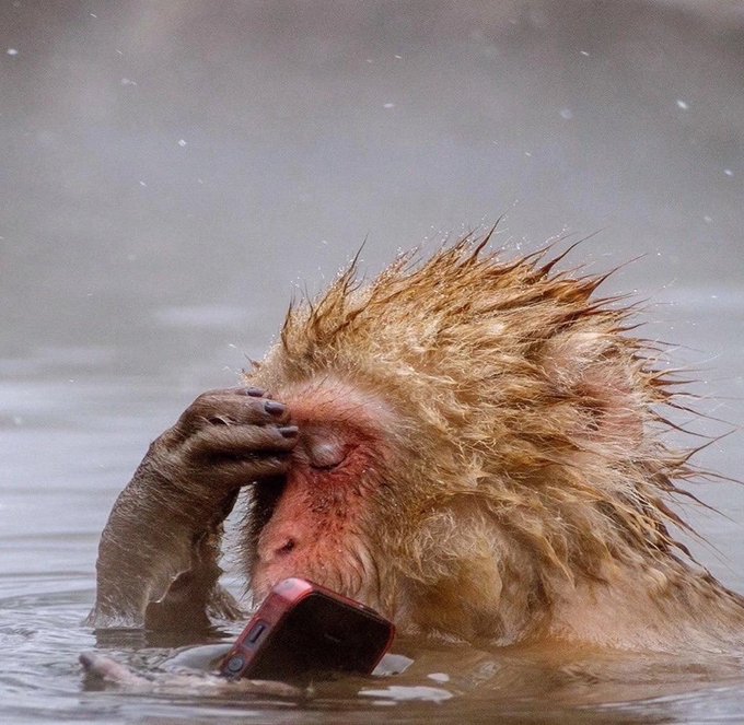 A humorous photo of a wet monkey partially submerged in water, holding a smartphone while making a facepalm gesture.