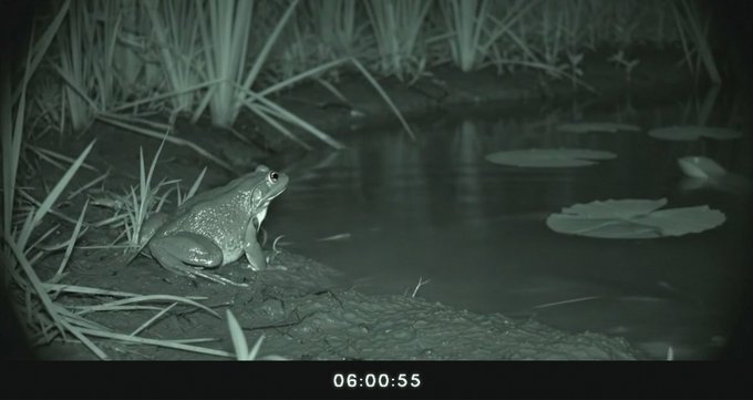 A frog sits at the edge of a pond in a nighttime wildlife camera shot, with the timestamp "06:00:55" displayed at the bottom. The image appears unrelated to the post's text about the $POOLS token and TradePools platform countdown, likely serving as a generic visual unrelated to the cryptocurrency discussion.