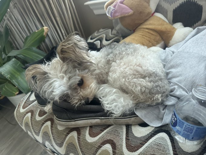 A small white and grey curly-haired dog resting its head on a sneaker next to a stuffed animal on a patterned chair.
