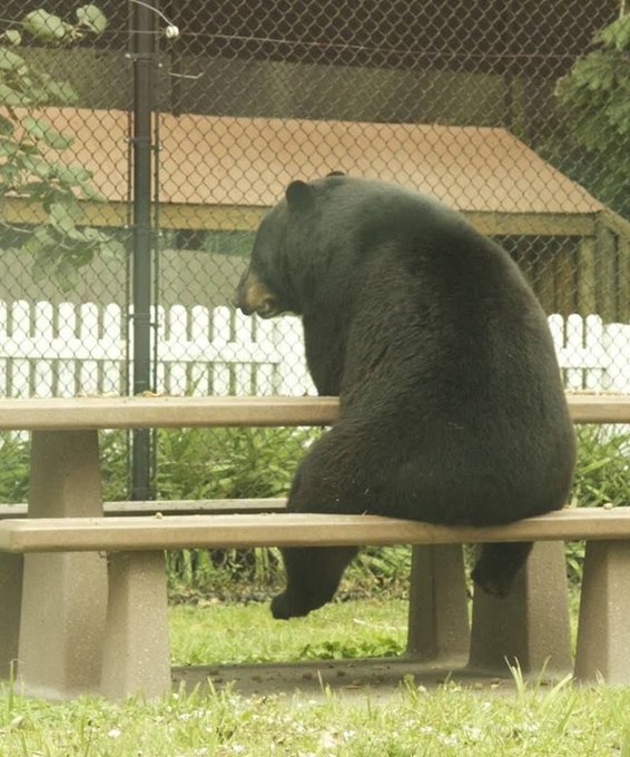 The image shows a black bear sitting on top of a bench, looking sad or contemplative as it gazes into the distance. The scene takes place outside with trees visible in the background. There are no other people or animals present in the picture.