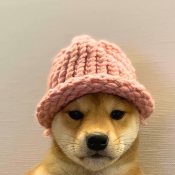 A cute puppy with golden-brown fur is wearing a pink knitted beanie hat, looking directly at the camera against a light background.