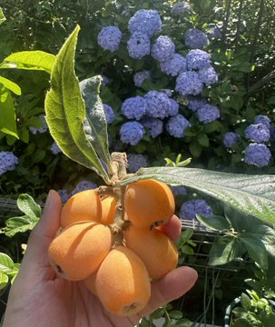 In this image, a person's hand is holding a bunch of ripe loquats or oranges that are hanging from a tree branch. The hand is positioned near the bottom left corner of the photo, while the oranges are located towards the top right side. The background features a garden with purple flowers and green plants, creating a serene atmosphere. The image also contains text elements such as "Basking in the sun Taking a look at the flowers and grass", which suggests that the person is enjoying their time outdoors and appreciating nature's beauty.