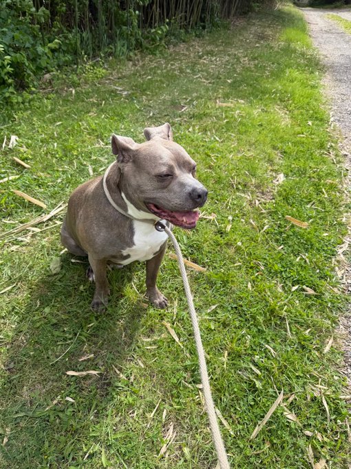 A gray and white pit bull-type dog sits on grass with its tongue out, attached to a beige leash, appearing happy and panting in the sunshine.