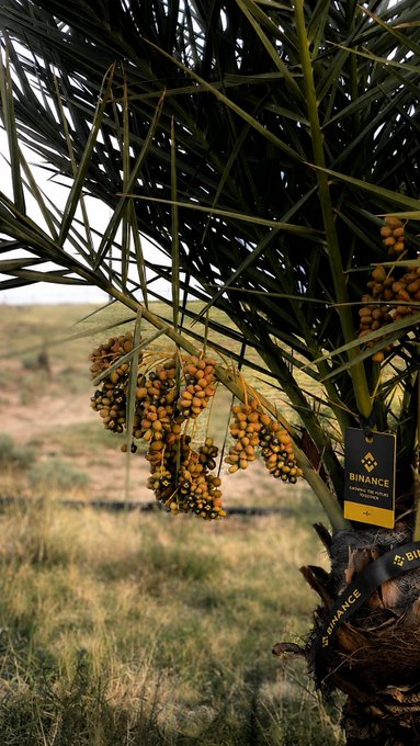 A date palm tree laden with ripening yellow-orange date clusters stands in a dry field, with a black tag attached to its trunk displaying the "BINANCE" logo in yellow. The image visually reinforces the post's message about patient growth bearing fruit, using the slowly maturing dates as a metaphor for waiting for long-term investments on Binance to yield returns.