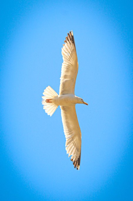 A seagull with white plumage and black-tipped wings soaring against a clear blue sky, photographed from below in mid-flight.