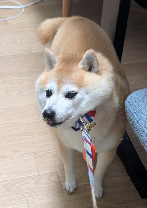 A Shiba Inu named Kyokain stands indoors on a wooden floor, wearing a colorful striped leash and looking off to the side with a slightly guilty or expectant expression, humorously matching the post's playful scolding about doing business outside.