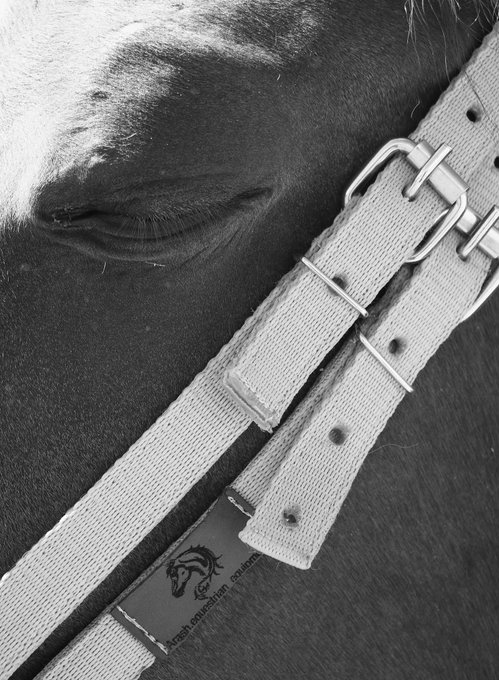 A close-up black-and-white photograph of a horse's face with its eye gently closed, alongside a light-colored bridle strap featuring metal buckles and a leather patch reading "Tezos Collection" with a horse logo. The image evokes the tender, trusting relationship between horse and handler, visually reflecting the artwork's title "Silent Bond."