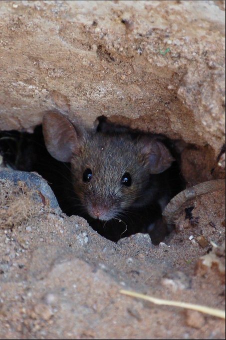 A small brown mouse peeking out from a hole in sandy, rocky ground, looking directly at the camera.