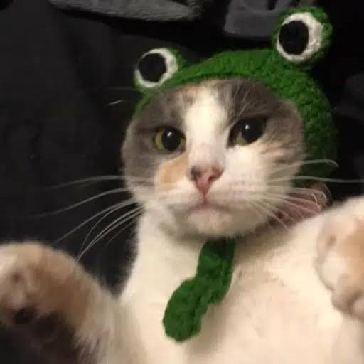 A calico cat wearing a green knitted frog hat lies on its back, paws outstretched. The adorable image cleverly merges "toad" and "cat" themes, visualizing the "toadcat" memecoin ($toadcat) referenced in the post, with the contract address 8faq8zUAEde3SKwTy8BGFNQYJQpfEFWHCFzbL8jjJRS6 shown below.