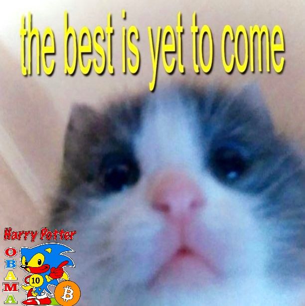 A close-up photo of a sad-looking kitten with the text 'the best is yet to come' in yellow at the top, plus a 'Harry Potter OBAMA' Sonic and Bitcoin meme graphic in the lower left.