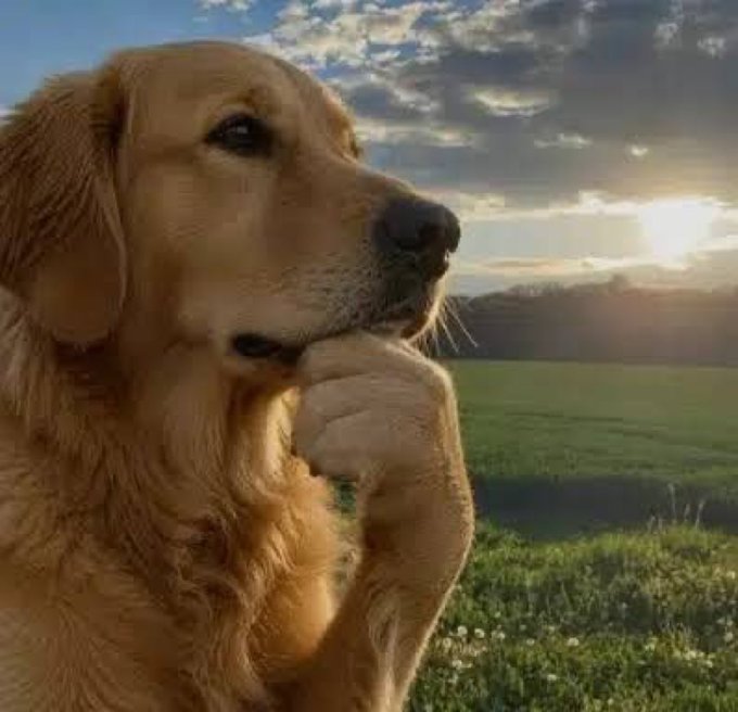A golden retriever dog in a thoughtful pose with its paw on its chin, set against a grassy field with a sunset in the background.