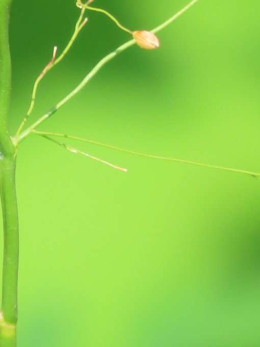 A macro photograph captures a delicate green plant stem with tiny orange and white flower buds set against a blurred green background. The image visually echoes the "teardrops" theme of the newly collected NFT on objkt.com, with the small droplet-like buds mirroring the artwork's concept.