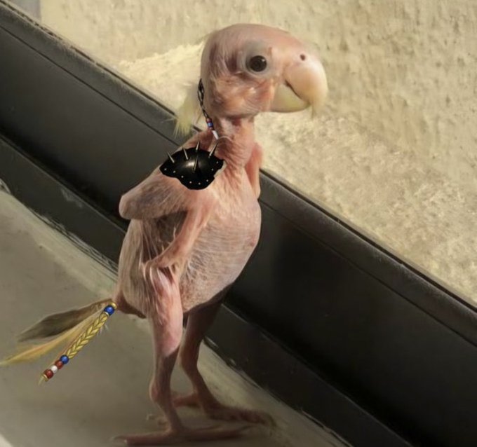 A hairless bird, possibly a cockatoo, stands indoors wearing a spiked black collar and colorful beaded jewelry on its head and tail feathers.
